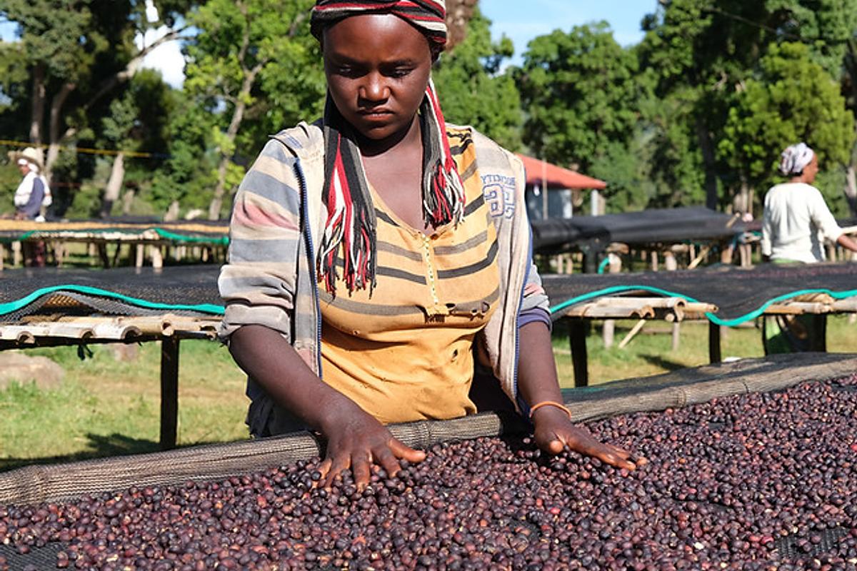 Ethiopia Ardi Natural - Image 3
