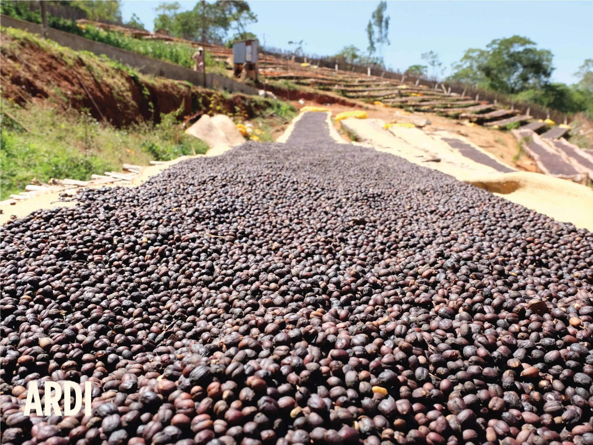 Ethiopia Ardi Natural - Image 3